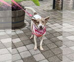 Small Photo #3 American Pit Bull Terrier-Unknown Mix Puppy For Sale in Oakhurst, NJ, USA