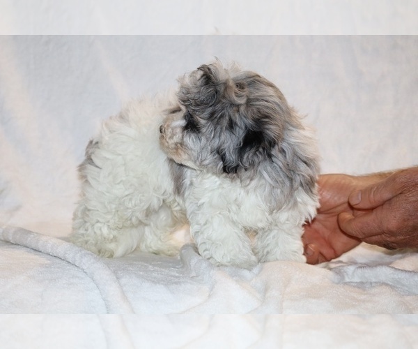 Medium Photo #14 ShihPoo Puppy For Sale in DYERSBURG, TN, USA