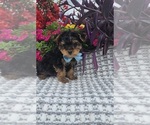 Small #3 Yorkshire Terrier