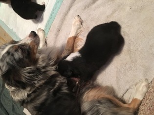 Mother of the Australian Shepherd puppies born on 11/14/2016