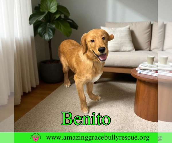 Medium Photo #2 Beago Puppy For Sale in Pensacola, FL, USA