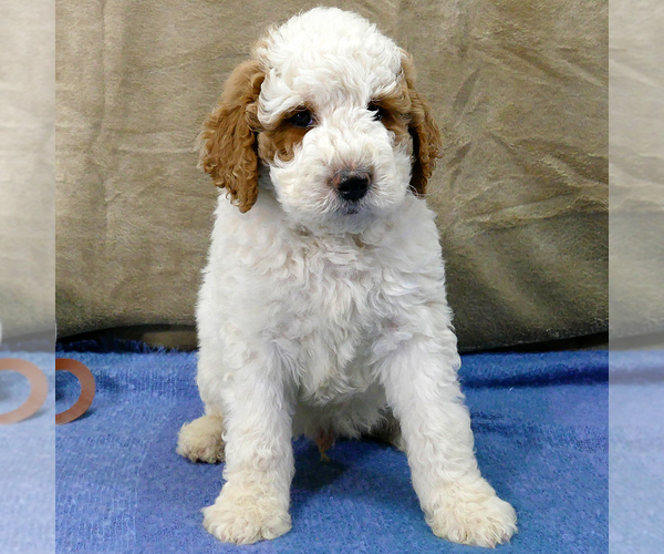 Medium Photo #2 Goldendoodle Puppy For Sale in ROY, UT, USA