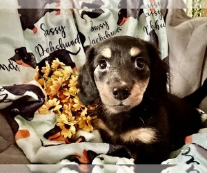 Dachshund Puppy for sale in BENNINGTON, OK, USA