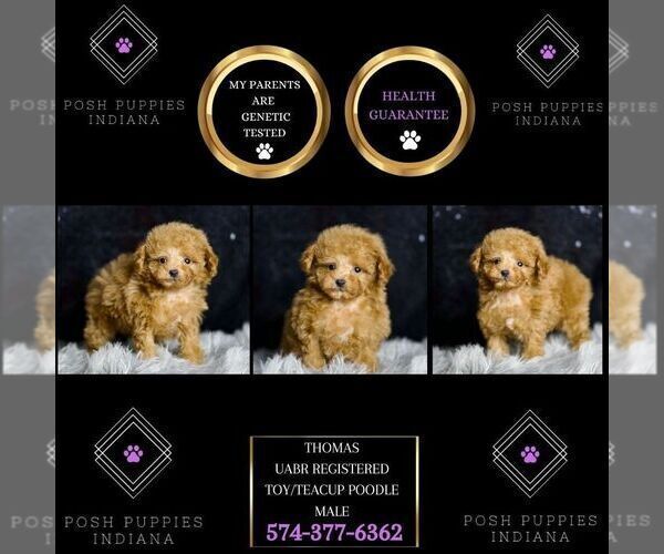 Medium Photo #44 Poodle (Miniature) Puppy For Sale in WARSAW, IN, USA