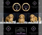Small Photo #44 Poodle (Miniature) Puppy For Sale in WARSAW, IN, USA