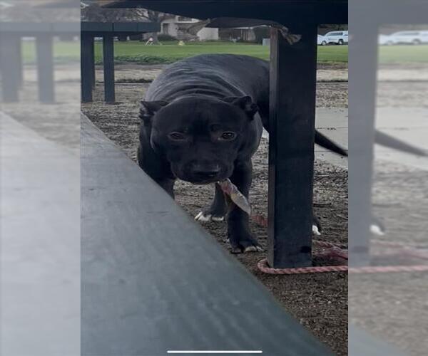 Medium Photo #1 Mutt Puppy For Sale in Tracy, CA, USA