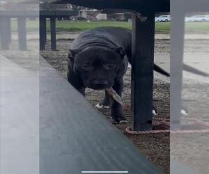 Mutt Dogs for adoption in Tracy, CA, USA