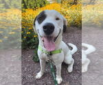 Small Labrador Retriever Mix