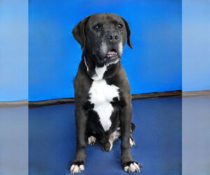 Labrador Retriever Dogs for adoption in Pasadena, CA, USA