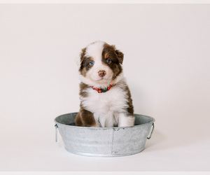 Australian Shepherd Puppy for sale in LA RUE, OH, USA