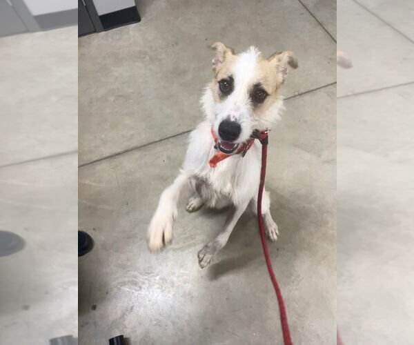 Medium Photo #2 Airedale Terrier-Unknown Mix Puppy For Sale in Pierceton , IN, USA