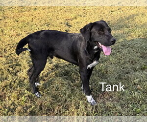 Tank Dot *LOCAL* - Male Labrador Retriever-Unknown Mix Dog for Adoption - Photo #3
