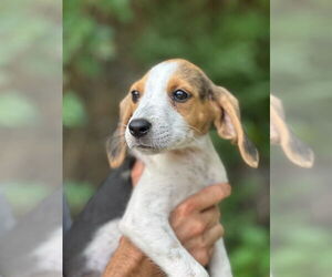 Beagle-Unknown Mix Dogs for adoption in Elmsford, NY, USA