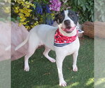 Small #1 American Bulldog Mix