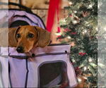 Small #5 Dachshund