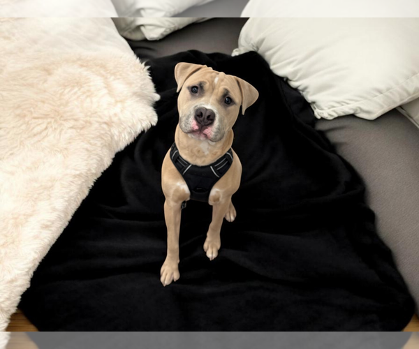 Medium Photo #2 American Pit Bull Terrier-Unknown Mix Puppy For Sale in MIDWAY, UT, USA