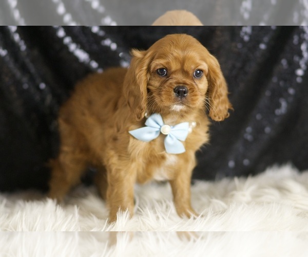 Medium Photo #3 Cavalier King Charles Spaniel Puppy For Sale in WARSAW, IN, USA