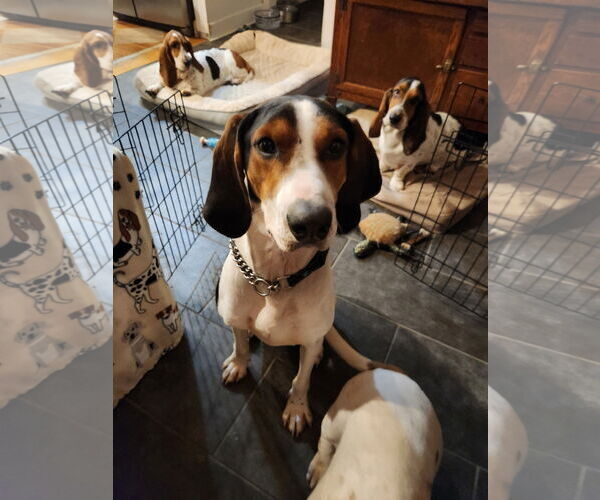 Medium Photo #3 Treeing Walker Coonhound-Unknown Mix Puppy For Sale in Sykesville, MD, USA