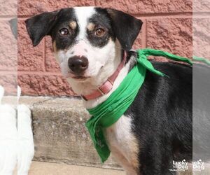 Lita - Female Labbe Dog for Adoption - Photo #7