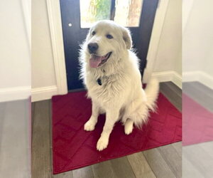 Drake - Male Great Pyrenees Dog for Adoption - Photo #15