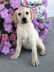 Labrador Retriever Puppy for sale in LEO, IN, USA