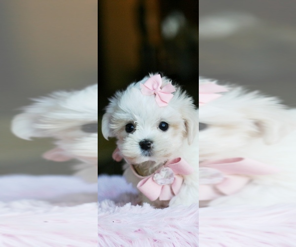 Medium Photo #12 Maltese Puppy For Sale in JACKSONVILLE, FL, USA