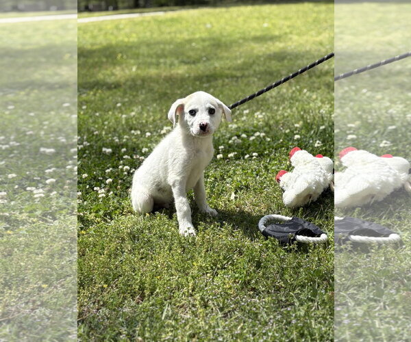 Medium Photo #2 Great Pyrenees-Unknown Mix Puppy For Sale in Yardley, PA, USA