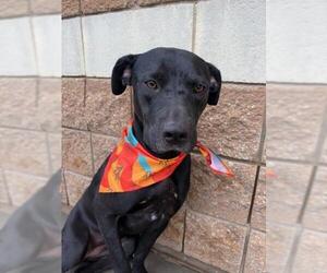 Labrador Retriever-Unknown Mix Dogs for adoption in Tulsa, OK, USA