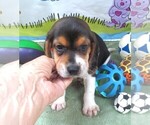 Small #2 Beagle