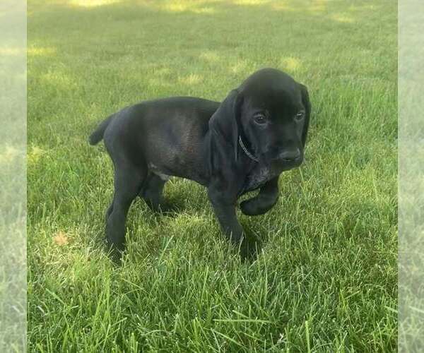 Medium Photo #12 German Shorthaired Pointer Puppy For Sale in PASCO, WA, USA