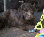 Small Photo #8 Bordoodle Puppy For Sale in JACKSONVILLE, FL, USA