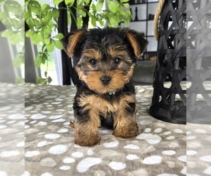 Yorkshire Terrier Puppy for sale in FRANKLIN, IN, USA