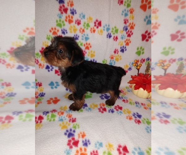 Medium Photo #7 Yorkshire Terrier Puppy For Sale in LAPEER, MI, USA