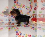 Small #6 Yorkshire Terrier
