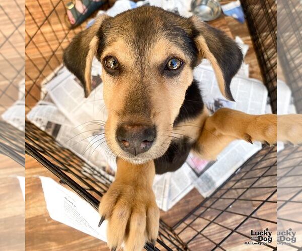 Medium Photo #4 Mutt Puppy For Sale in Washington, DC, USA
