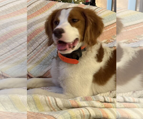 Medium Photo #2 - Mix Puppy For Sale in Curwensville, PA, USA