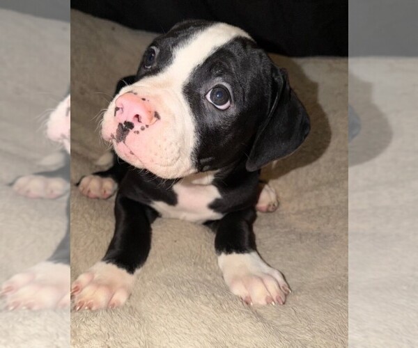 Medium Photo #9 American Bulldog Puppy For Sale in INDEPENDENCE, MO, USA