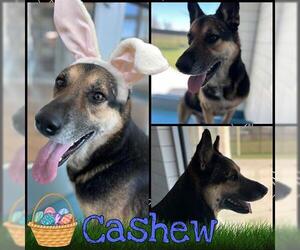 German Shepherd Dog Dogs for adoption in Pearland, TX, USA