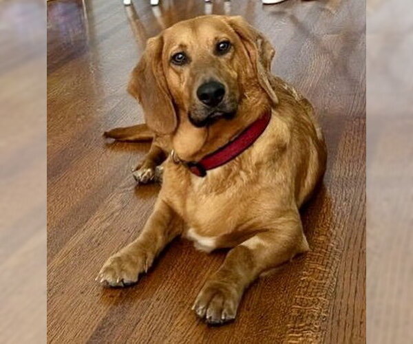 Medium Photo #1 Bassetdor Puppy For Sale in Petaluma, CA, USA