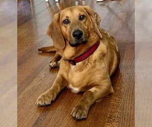 Bassetdor Dogs for adoption in Petaluma, CA, USA