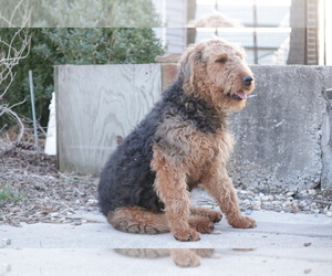 Mother of the Airedale Terrier puppies born on 03/06/2022
