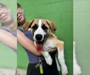 Great Pyrenees-Unknown Mix Dogs for adoption in Elmsford, NY, USA
