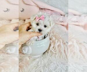 Maltese Puppy for sale in MIAMI, FL, USA
