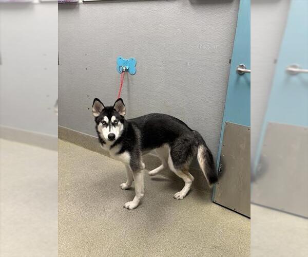 Medium Photo #1 Siberian Husky-Unknown Mix Puppy For Sale in Las Vegas, NV, USA
