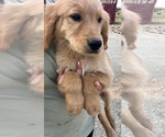 Small #1 Golden Retriever