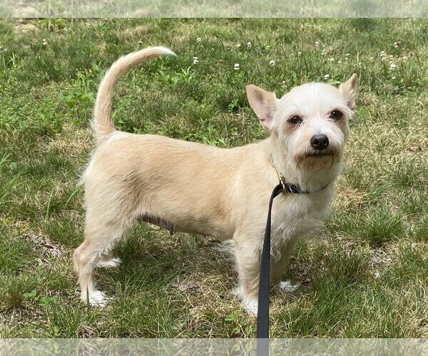 Medium Photo #2 Chihuahua-Parson Russell Terrier Mix Puppy For Sale in Cookeville, TN, USA