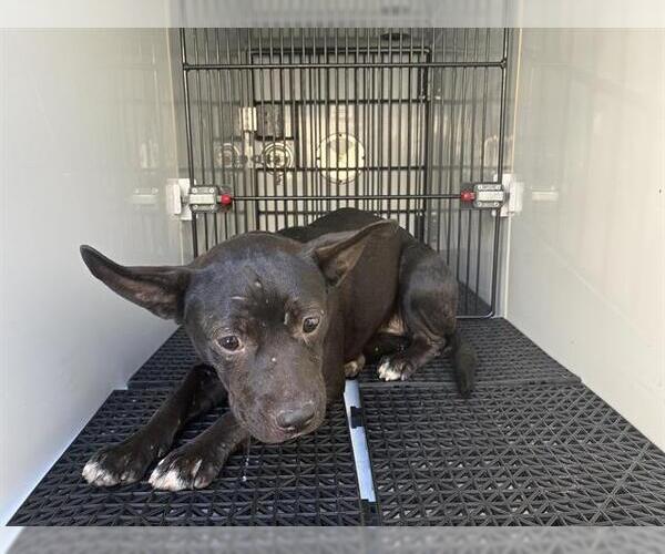 Medium Photo #1 American Pit Bull Terrier Puppy For Sale in Pasadena, CA, USA