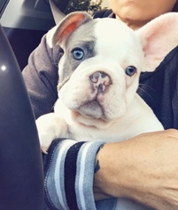 French Bulldog Puppy for sale in COOPER, TX, USA