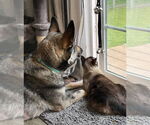 Small #7 German Shepherd Dog