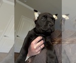 Puppy Gray Cane Corso